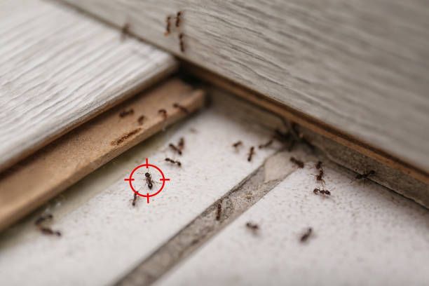 Best Pest Inspection Near Me  in North Plainfield, NJ
