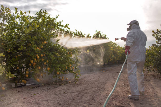 Best Bed Bug Extermination  in North Plainfield, NJ